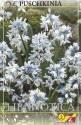 Пушкиния Либанотика 15 шт 5/+