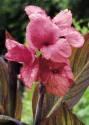 Канна декоративная Санберст Пинк 2 шт