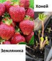 Земляника Хоней туба