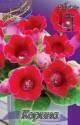 Глоксиния Корина 5 шт