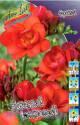 Фрезия Красная махровая 10 шт
