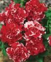 Петуния Дубл Пируэтт красная СиО