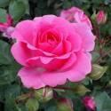 Роза Маджента Диадем 1 шт флорибунда