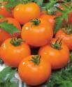 Помидоры Ассоль F1 СиО