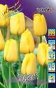 Тюльпан Garant дарв. 11/12 100 шт