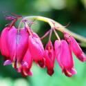 Дицентра формоза Бэкканал 2,3 2 шт