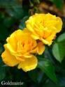 Роза Голдмари 1 шт флорибунда