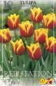 Тюльпан Репьютейшн триумф 5 шт 11/12