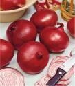 Лук репчатый Красная горка F1 СиО