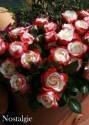 Роза Ностальжи 1 шт чайно-гибридная