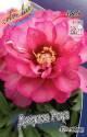 Пион Джулия Роуз (ИТО) 1 шт