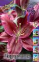 Лилия Парадиз 7 шт