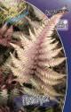 Кочедыжник (папоротник) Пиктум 2 шт