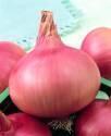 Лук репчатый Розовый фламинго F1 СиО