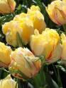 Тюльпан Фрейджюс 11/12 100 шт