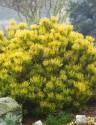 Сосна Pinus mugo Winter Gold С 2