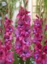 Гладиолус Люмьер 10/12 100 шт