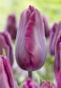 Тюльпан Дип Пурпл Рок 11/12 7 шт