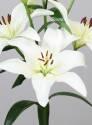 Лилия Обвио 10 шт