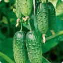 Огурец Будь здоров F1 Аэл