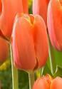 Тюльпан Трипл А 11/12 8 шт
