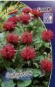 Монарда Файрболл 2 шт