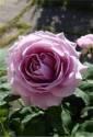 Роза Захет 1 шт флорибунда