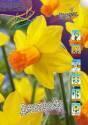 Нарцисс Jetfire (крупн., трубч.) 12/14 100 шт