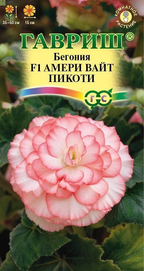 Бегония Амери вайт пикоти F1 Гав