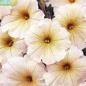 Петуния Капит кремовая СиО