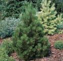 Сосна Pinus heldreichii Malinkii C1,5 