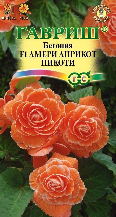 Бегония Амери априкот пикоти F1 Гав