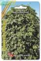 Хмель Душистая гроздь обыкновенный Био