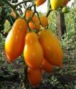 Томат Золотая рыбка ССО