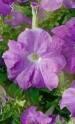 Петуния Надее низкорослая крупноцветковая ССО