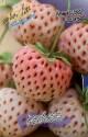Земляника садовая Анабланка 5 шт 