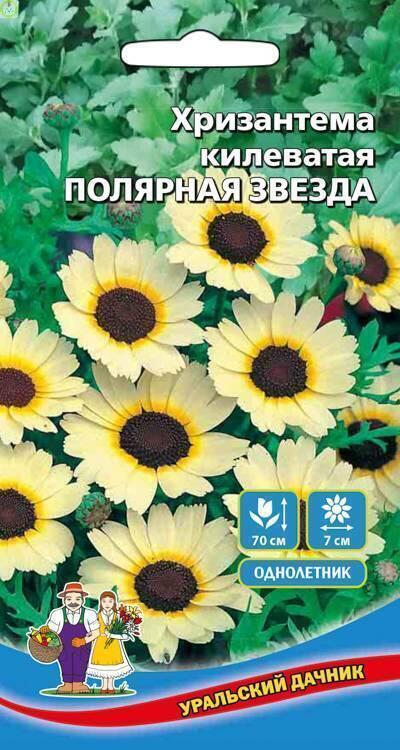 Хризантема Полярная Звезда УД