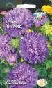 Астра Ингрид Виктория Баум нежно-голубая Сед