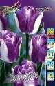 Тюльпан Хотпантс 11/12 8 шт