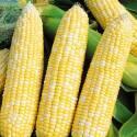 Кукуруза Счастливчик Жан F1 СиО