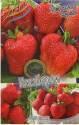 Земляника садовая Кимберли 5 шт