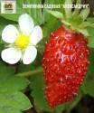 Земляника Александрия Наш