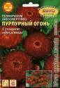 Гелихризум Пурпурный огонь Аэл