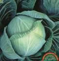 Капуста белокочанная Галакси F1 ЦС