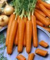 Морковь Наталья F1 СиО