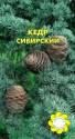 Кедр Сибирский УУ