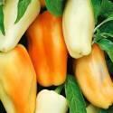 Перец Радуга F1 СиО
