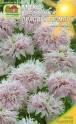 Мак Лиловый помпон Наш
