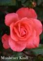 Роза Мюнхенер Киндл 1 шт флорибунда