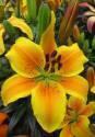 Лилия Голден Джой 5 шт 